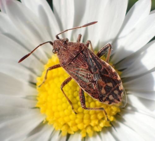 Stictopleurus sp.